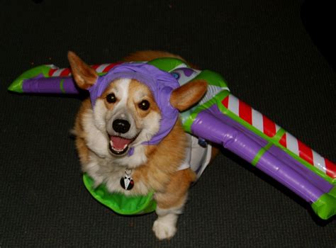 65 best images about Corgis in Costumes! on Pinterest | Arizona cactus ...