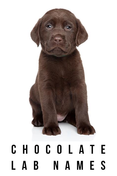 The Tastiest Chocolate Lab Names In Town