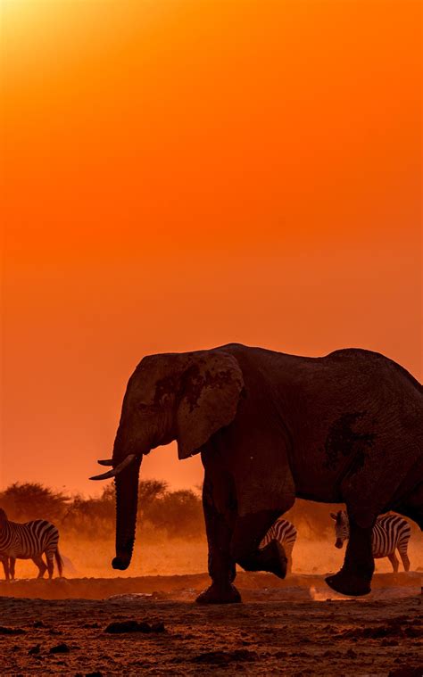 1848x2960 Resolution Elephant 4k Wildlife Photography 1848x2960 ...