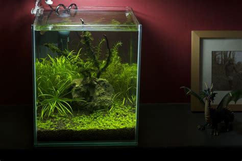 Nano fish tank stocking ideas - Aquarium-Fish-Plants.com