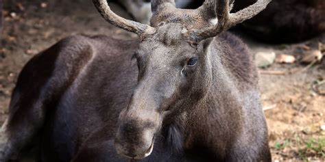 How to Survive a Moose Attack While Hiking