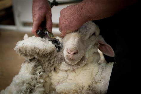 Sheep shearing: Future Olympic sport? - CBS News