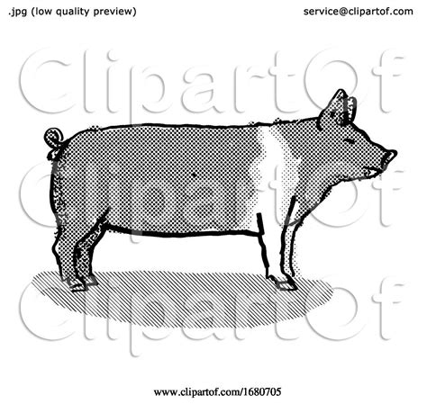 Hampshire Pig Breed Cartoon Retro Drawing by patrimonio #1680705