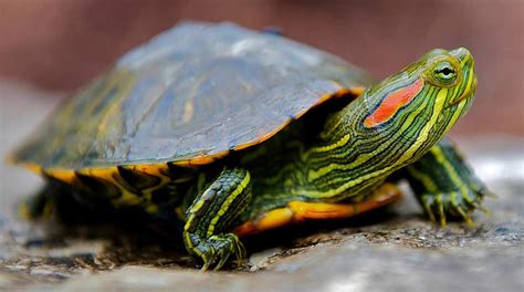 Red Eared Slider Turtle for sale online baby red ear slider turtles for sale online