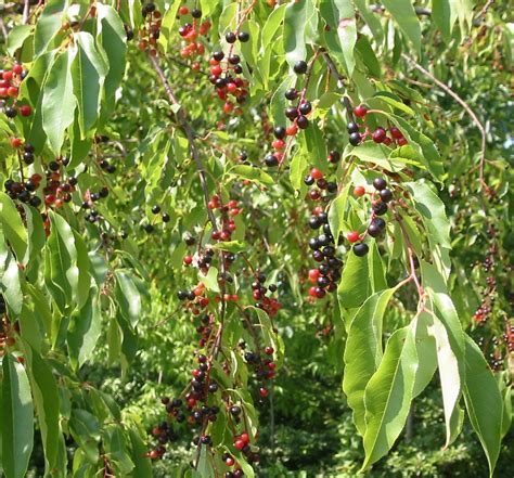 Black Cherry Tree Fruit : Black Tartarian Cherry Tree - Ison's Nursery ...