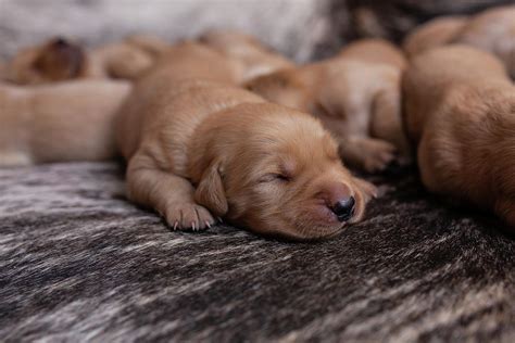 Close-up Of Brown Cute Puppies Sleeping On Rug At Home Photograph by Cavan Images - Fine Art America