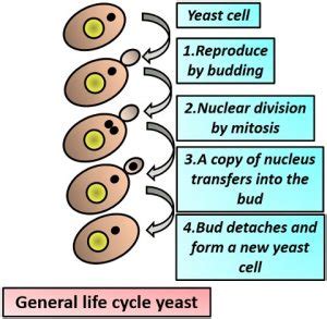 What is Dimorphic Fungi? Dimorphic Life Cycle, Examples & Transmission - Biology Reader