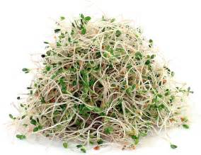 Alfalfa Facts, Health Benefits and Nutritional Value