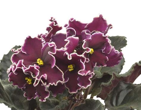 20 Different African Violet Varieties (With Photos) - Garden Lovers ...