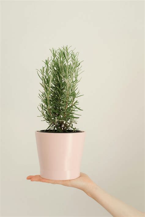 Rosemary Plant Photos, Download The BEST Free Rosemary Plant Stock ...