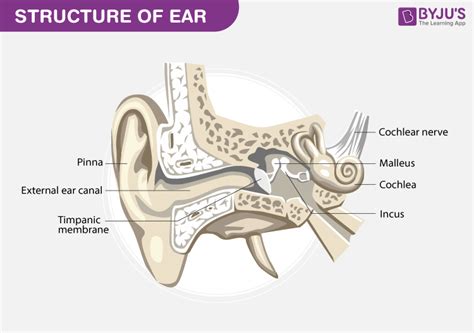 Diagram of Outer ear - Pinna, Ear canal