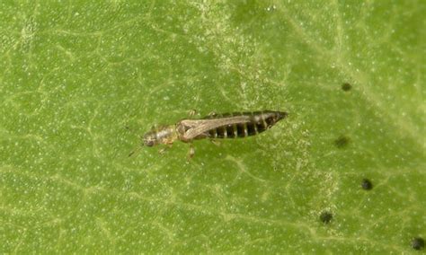 tobacco thrips - Frankliniella fusca