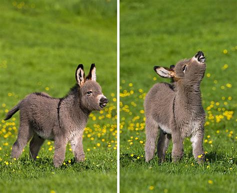 Pygmy Donkey