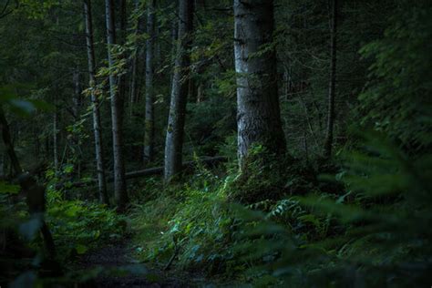 Deep Forest"」の写真素材 | 4,894件の無料イラスト画像 | Adobe Stock