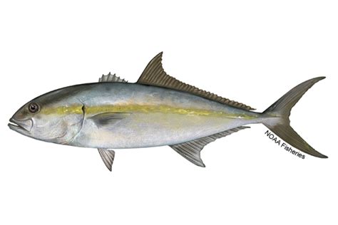 Greater Amberjack | NOAA Fisheries