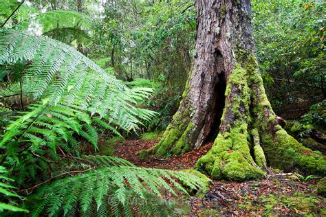 Plants - Temperate Rainforests