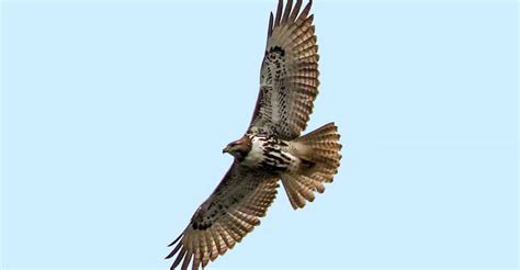 The Evolutionary Journey of the Florida Red-tailed Hawk - The Worlds ...