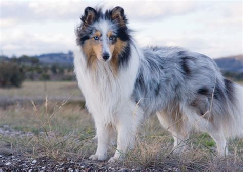 Shetland Sheepdog | Point Vicente Animal Hospital