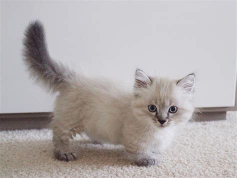 Munchkin Kitten - Puppy Dog Gallery