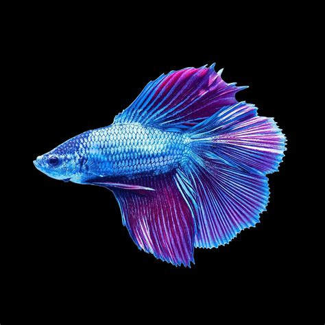 Betta Fish Wallpapers - Top Free Betta Fish Backgrounds - WallpaperAccess