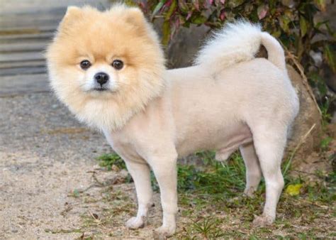 Pomeranian Haircuts and the Pomeranian Lion Cut