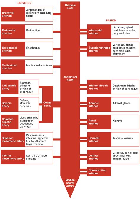 Abdominal Aorta Anatomy