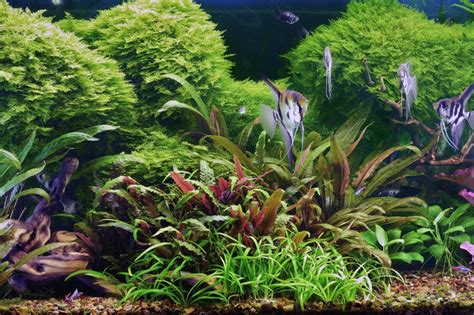 How To Have Live Plants In Aquarium - Aquarium Views