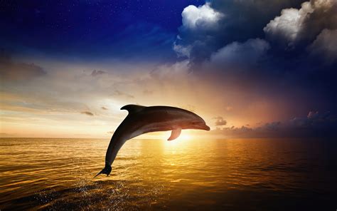 Dolphin Jumping Wallpaper,HD Animals Wallpapers,4k Wallpapers,Images,Backgrounds,Photos and Pictures