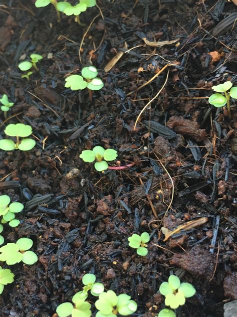 SG My Garden Is Good: Growing Strawberry from seeds in Singapore