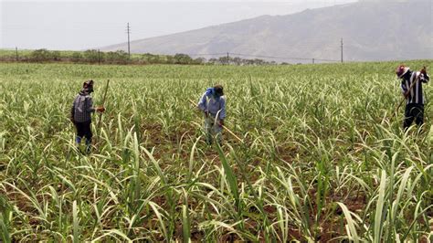 Hawaii’s last sugar plantation to stop growing sugar