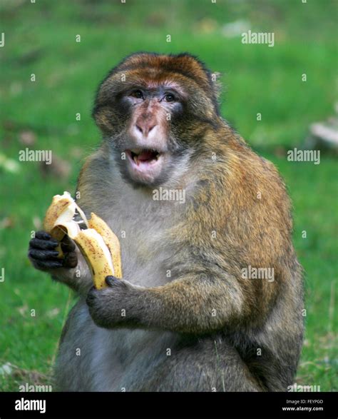 funny monkey, wildlife, monkey in natural habitat, free monkey, animal ...