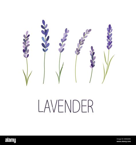 Lavender Flower. Designer for design, logo, lettering Stock Vector Image & Art - Alamy