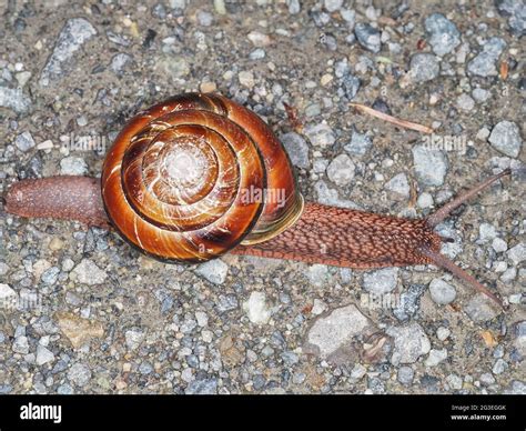 Pacific sideband snail (Monadenia fidelis Stock Photo - Alamy