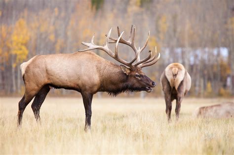 Elk - Yukon Wildlife Preserve