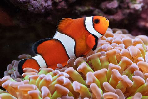 Ocellaris Clownfish on Hammer Coral - Fish - Nano-Reef Community