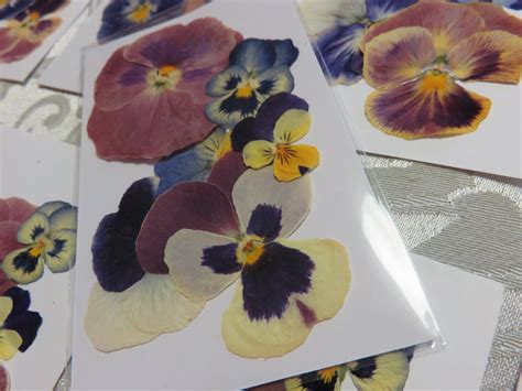 Pressed Pansy/Viola 6 Pack Various Sizes