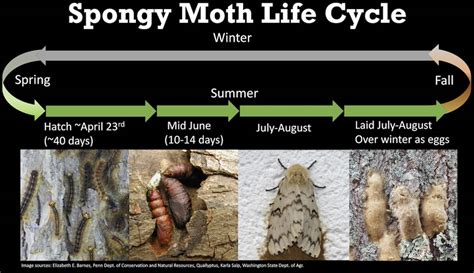 Gypsy Moth Life Cycle