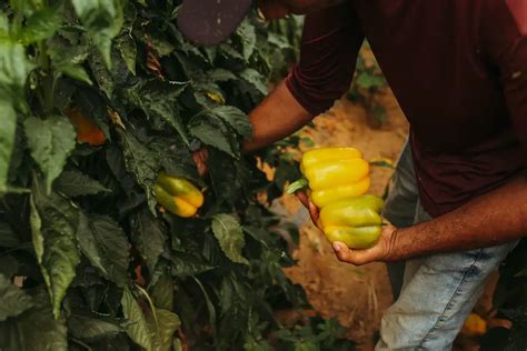 Master the Art of Bell Pepper Harvesting - Home Garden Vegetables