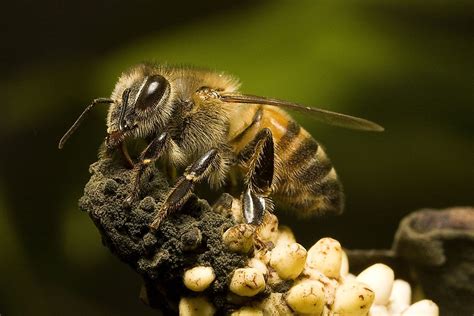 What Are Africanized Bees? - WorldAtlas