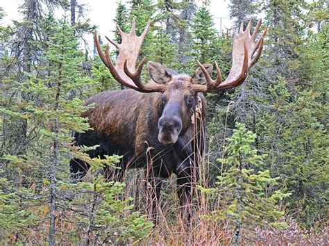 Alaskan Moose Facts, Distribution, Habitat, Size, Pictures