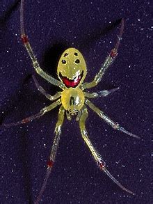 British scientists study Hawaiian happy face spider