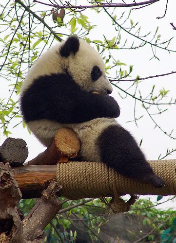 Giant Panda Cubs 224 | Tianjin24 | Flickr