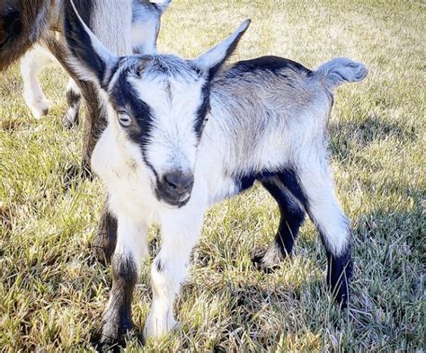 Alpine Goat ~ Milk, Meat, and More for Your Homestead - Rural Living Today