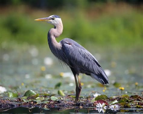 Great Blue Heron - Facts, Diet, Habitat & Pictures on Animalia.bio