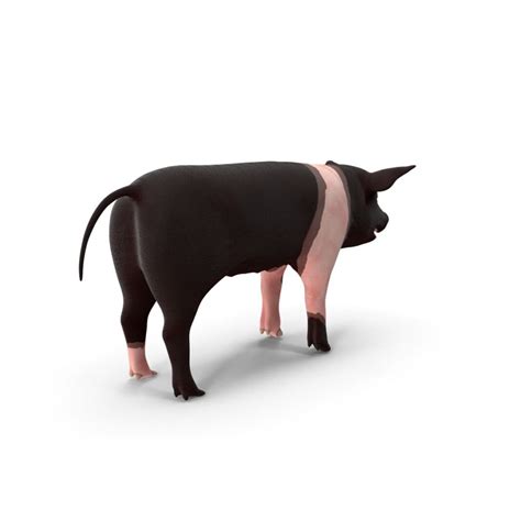 Hampshire Pig Facts: Origin, Size, Physical Characteristics, Pros, and Cons