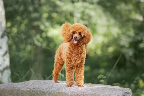 Poodle Colors: 35 Poodle Coat Colors And Genetics Explained