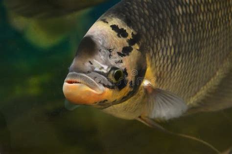 Giant gourami stock image. Image of large, colorful, thailand - 57004079