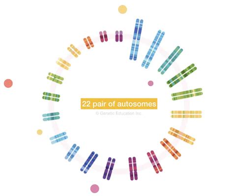 What are Autosomes? Definition, Meaning, Genes, Inheritance and Disorders – Genetic Education