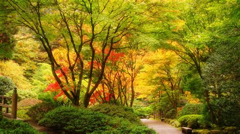 usa, Garden, Portland, Japanese, Trees, Nature, Autumn, Fall Wallpapers ...