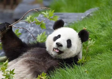 Giant Panda Behavior - AnimalBehaviorCorner